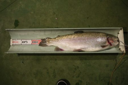 としまえんフィッシングエリア 釣果