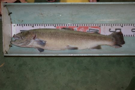 としまえんフィッシングエリア 釣果