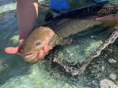 としまえんフィッシングエリア 釣果