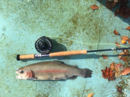 としまえんフィッシングエリア 釣果