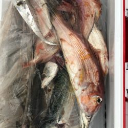 あみや渡船 JIGBOY 釣果