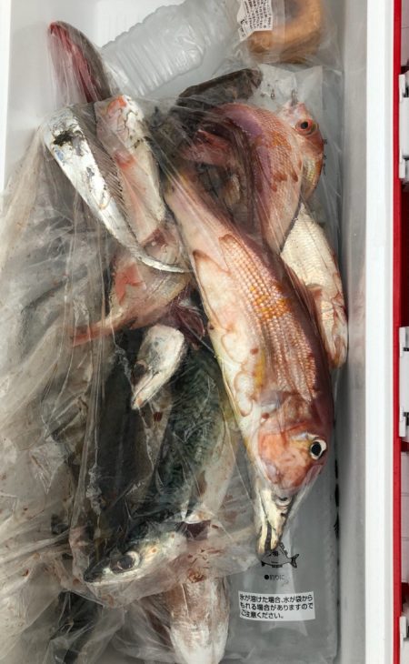 あみや渡船 JIGBOY 釣果