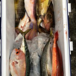 あみや渡船 JIGBOY 釣果