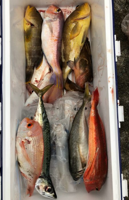 あみや渡船 JIGBOY 釣果