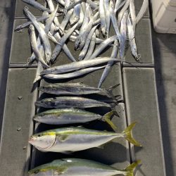 SeaRide(シーライド) 釣果