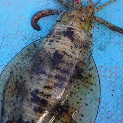 シースナイパー海龍 釣果