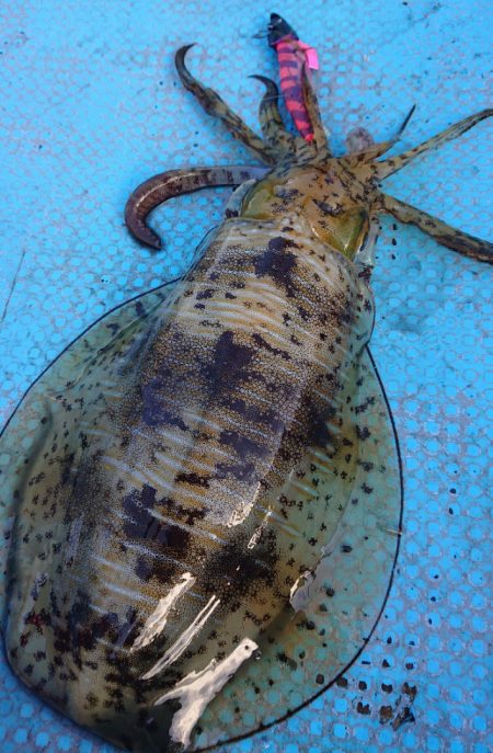 シースナイパー海龍 釣果