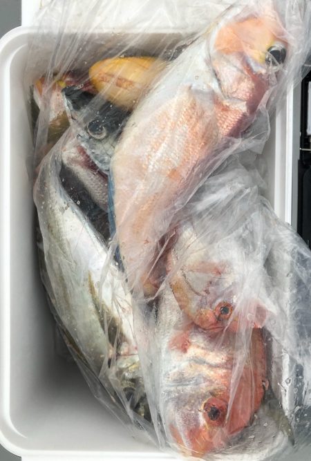 あみや渡船 JIGBOY 釣果