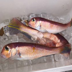 あみや渡船 JIGBOY 釣果