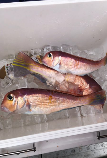 あみや渡船 JIGBOY 釣果