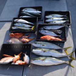 渡船屋たにぐち 釣果