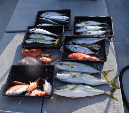 渡船屋たにぐち 釣果