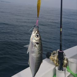 遊漁船 家入 釣果