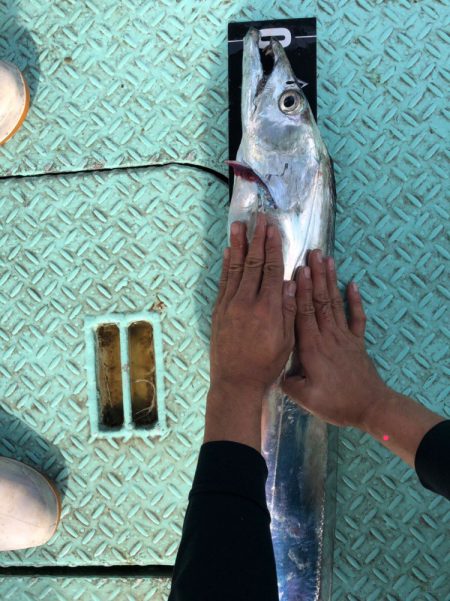 ヤザワ渡船 釣果