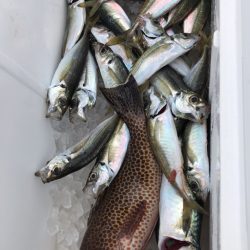 龍神丸(鹿児島) 釣果