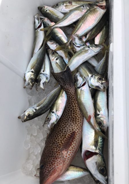 龍神丸(鹿児島) 釣果