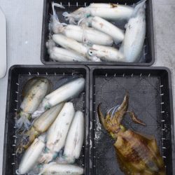 渡船屋たにぐち 釣果