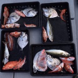 渡船屋たにぐち 釣果