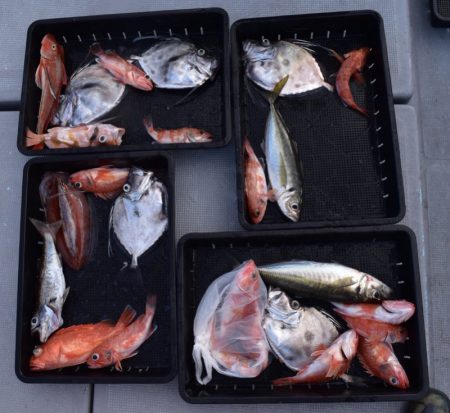 渡船屋たにぐち 釣果