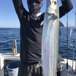 アマテラス 釣果