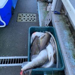 シーランチ 釣果