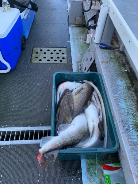 シーランチ 釣果