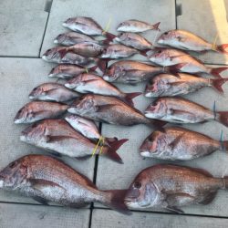 遊漁船メテオ 釣果