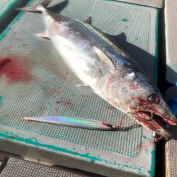 ＴＡＲＯＭＡＲＵ 釣果