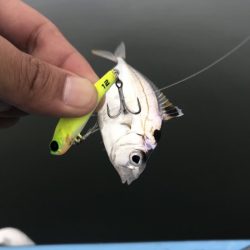 アマテラス 釣果