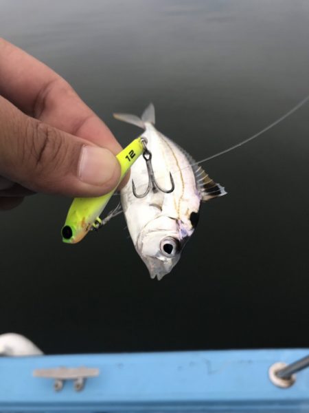 アマテラス 釣果