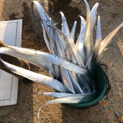 Monster Rush! 釣果