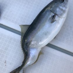 アマテラス 釣果