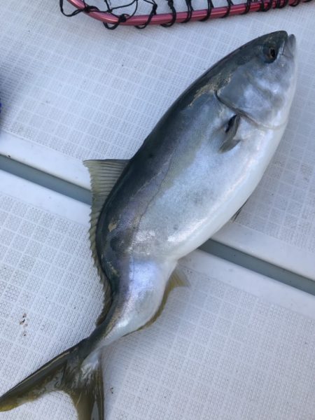 アマテラス 釣果