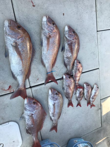 遊漁船メテオ 釣果