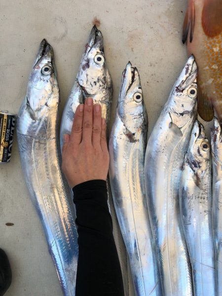 末広丸(熊本) 釣果