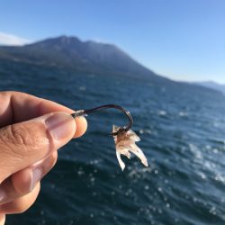 龍神丸(鹿児島) 釣果
