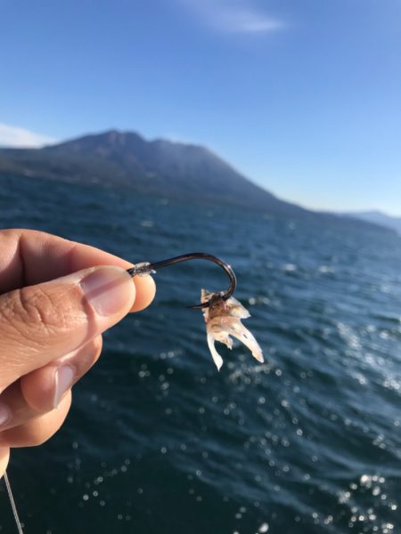 龍神丸(鹿児島) 釣果