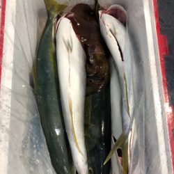 第二八坂丸 釣果