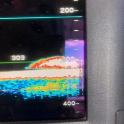 ＴＡＲＯＭＡＲＵ 釣果