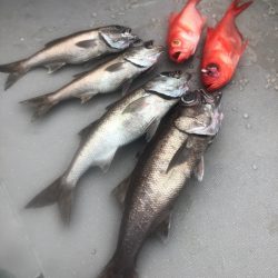 ＴＡＲＯＭＡＲＵ 釣果