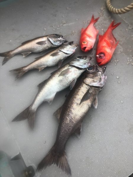 ＴＡＲＯＭＡＲＵ 釣果