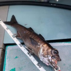 ＴＡＲＯＭＡＲＵ 釣果