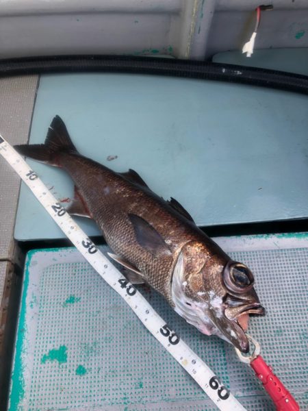 ＴＡＲＯＭＡＲＵ 釣果