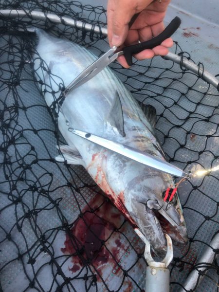 ＴＡＲＯＭＡＲＵ 釣果