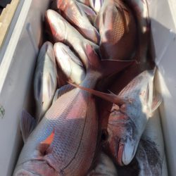 龍神丸(鹿児島) 釣果