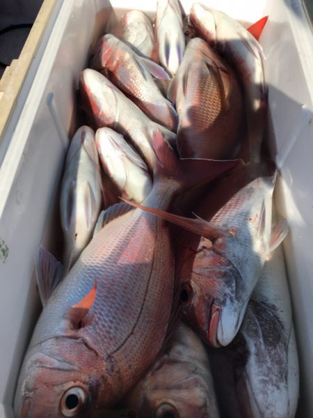 龍神丸(鹿児島) 釣果