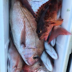 龍神丸(鹿児島) 釣果