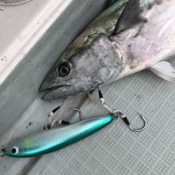 アマテラス 釣果