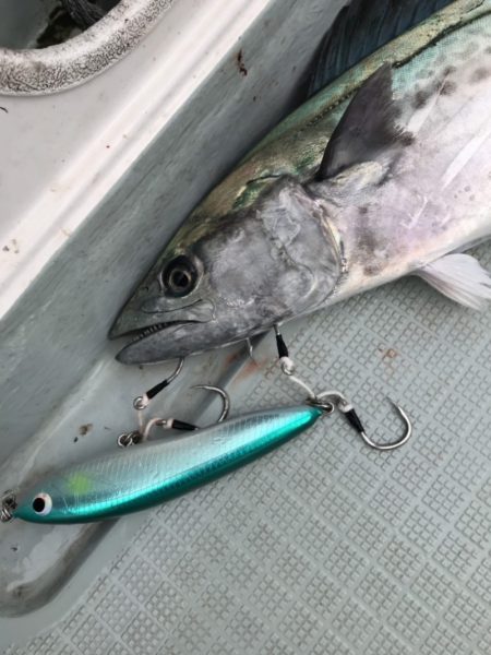 アマテラス 釣果