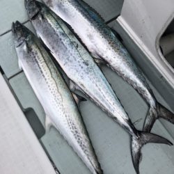 アマテラス 釣果